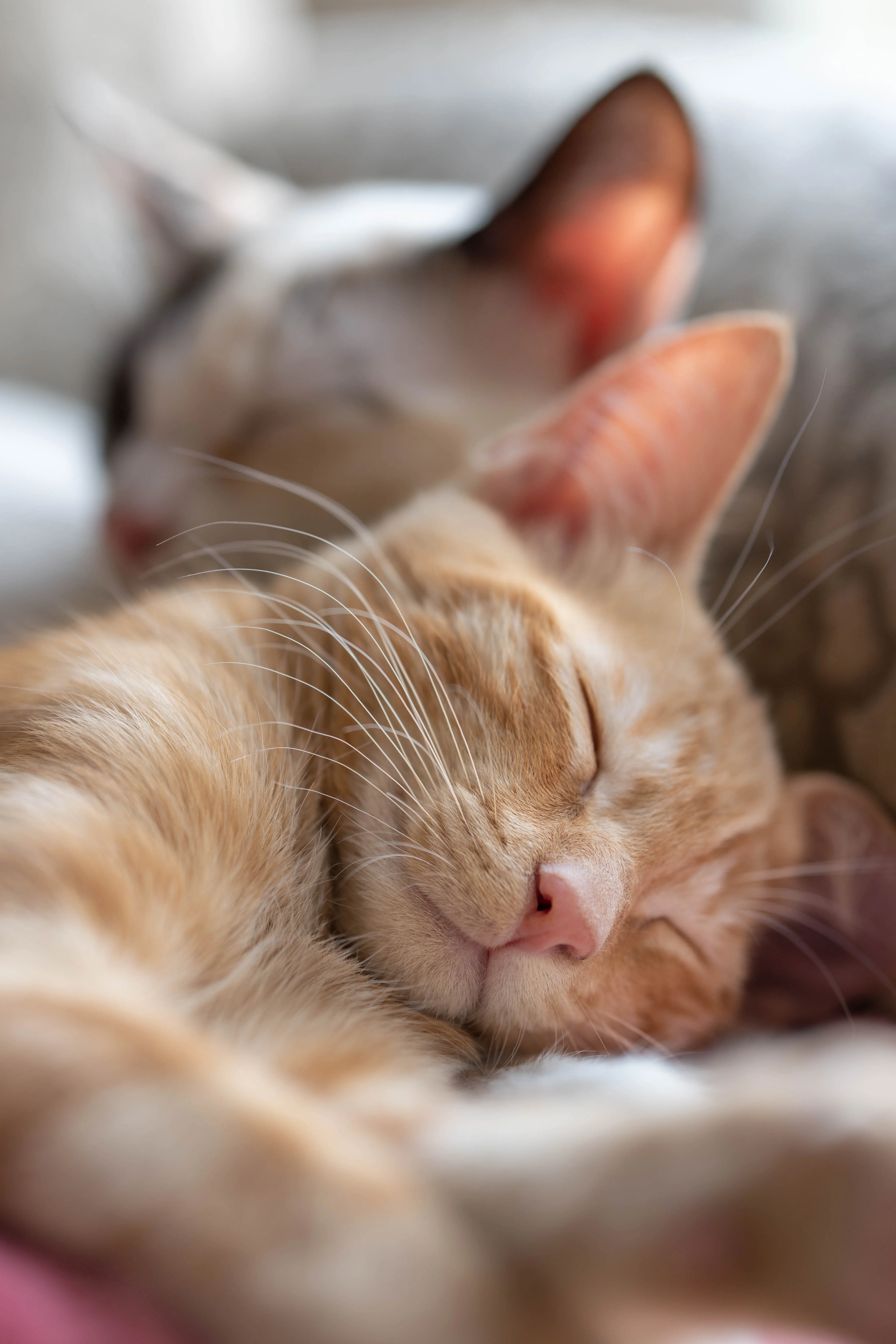 Chat qui dort les différentes positions de sommeil chez le chat